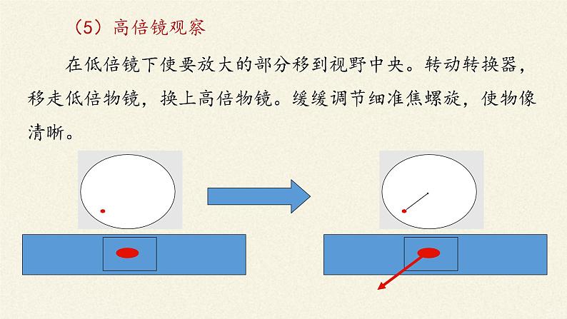 1.2细胞的多样性和统一性课件+教案+学案（3份打包）08