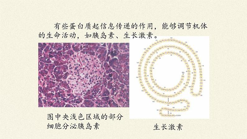 2.4蛋白质是生命活动的主要承担者课件+教案+学案（3份打包）07