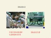 2.5核酸是遗传信息的携带者课件+教案+学案（3份打包）