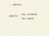 2.5核酸是遗传信息的携带者课件+教案+学案（3份打包）