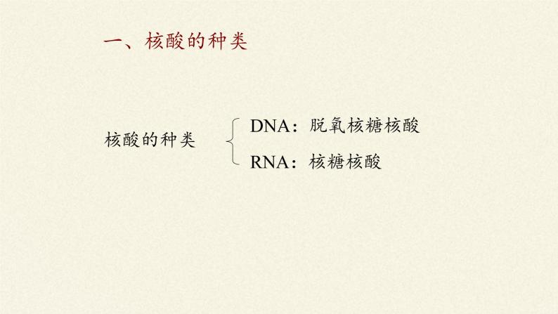 2.5核酸是遗传信息的携带者课件+教案+学案（3份打包）05
