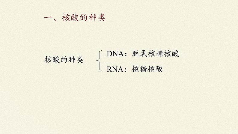 2.5核酸是遗传信息的携带者课件+教案+学案（3份打包）05