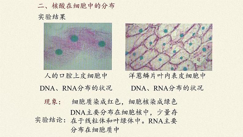 2.5核酸是遗传信息的携带者课件+教案+学案（3份打包）06