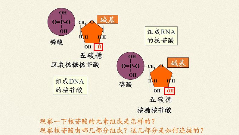 2.5核酸是遗传信息的携带者课件+教案+学案（3份打包）08