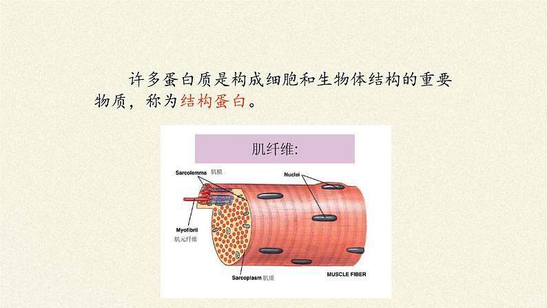 蛋白质是生命活动的主要承担者 课件04