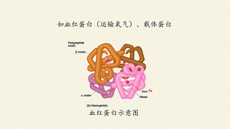 蛋白质是生命活动的主要承担者 课件06