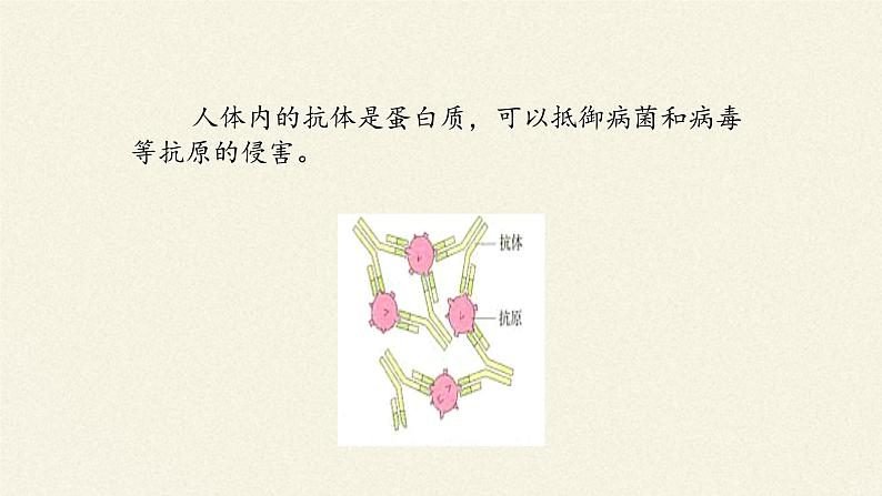 蛋白质是生命活动的主要承担者 课件08