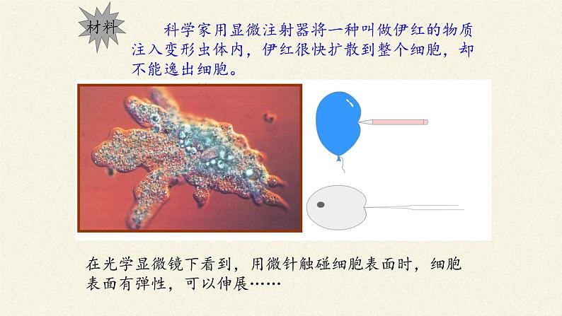 3.1(课件)细胞膜的结构和功能课件+教案+学案（3份打包）07