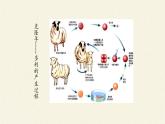 3.3(课件)细胞核的结构和功能课件+教案+学案（3份打包）