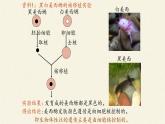 3.3(课件)细胞核的结构和功能课件+教案+学案（3份打包）