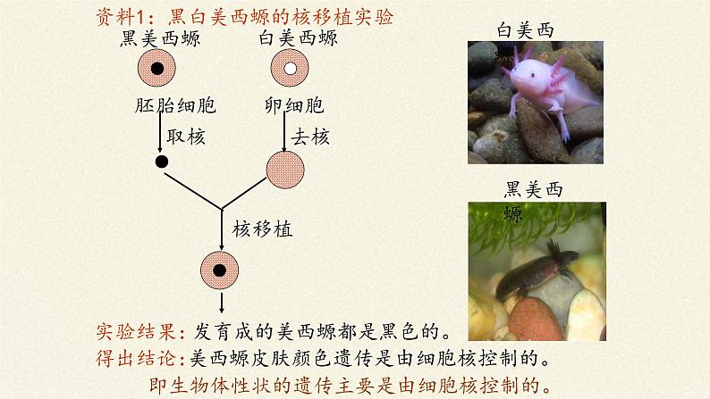 3.3(课件)细胞核的结构和功能课件+教案+学案（3份打包）05