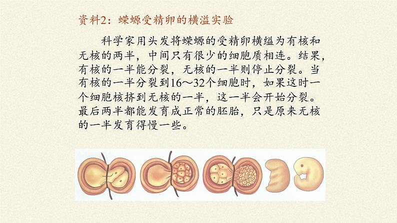 3.3(课件)细胞核的结构和功能课件+教案+学案（3份打包）06