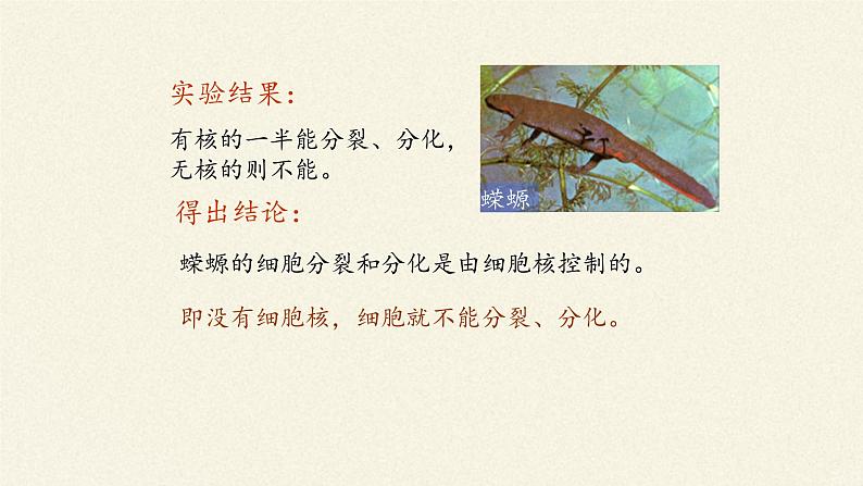 3.3(课件)细胞核的结构和功能课件+教案+学案（3份打包）07