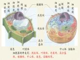 3.2(课件)细胞器之间的分工合作课件+教案+学案（3份打包）