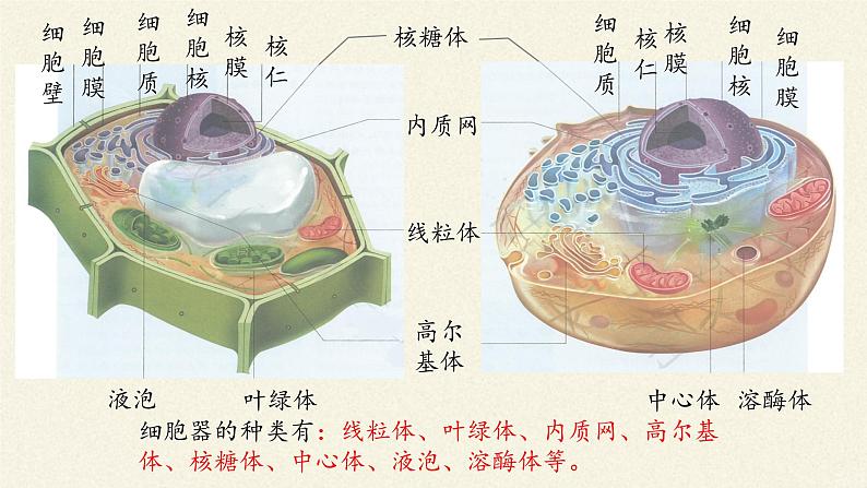 3.2(课件)细胞器之间的分工合作课件+教案+学案（3份打包）03