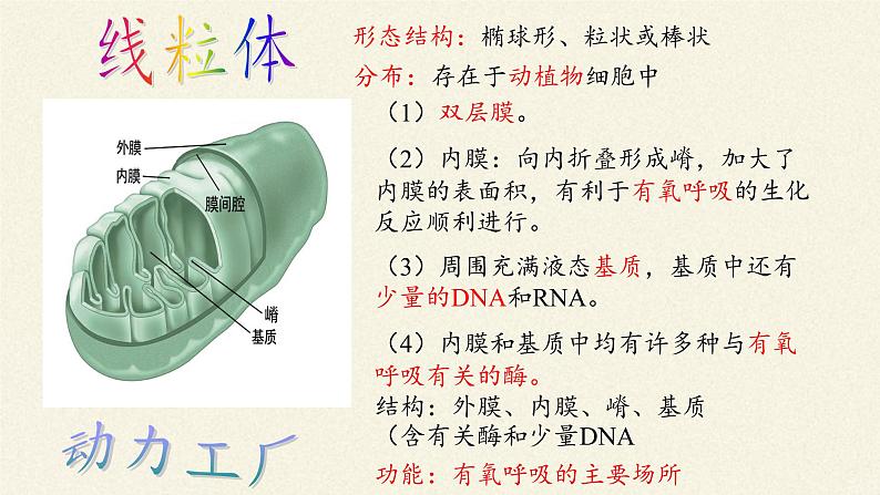 3.2(课件)细胞器之间的分工合作课件+教案+学案（3份打包）06