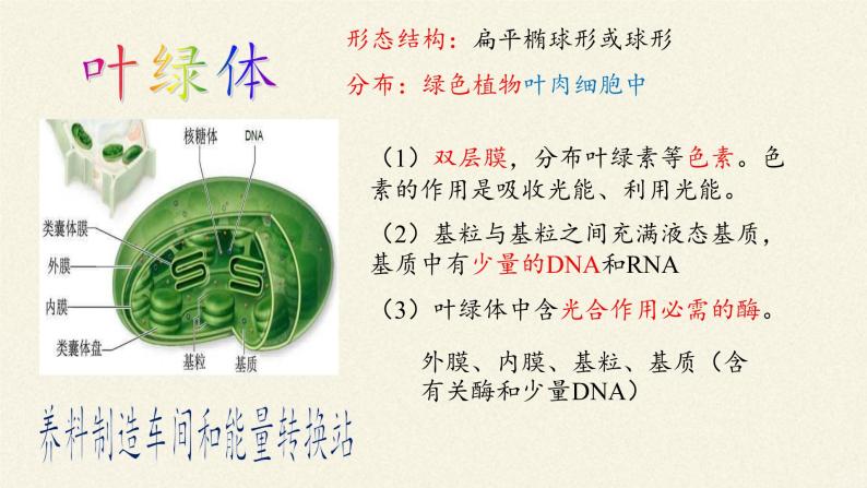 3.2(课件)细胞器之间的分工合作课件+教案+学案（3份打包）07