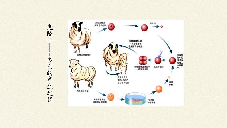 3.3(课件)细胞核的结构和功能课件+教案+学案（3份打包）03