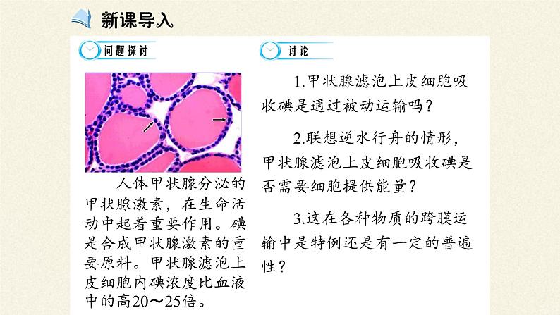 4.2主动运输与胞吞、胞吐课件+教案+学案（3份打包）03