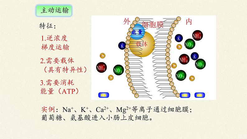 4.2主动运输与胞吞、胞吐课件+教案+学案（3份打包）07