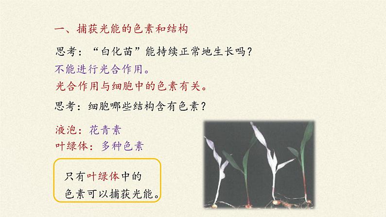 5.4(课件)光合作用与能量转化课件+教案+学案（3份打包）05