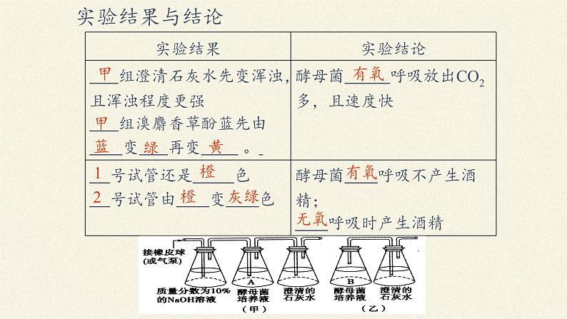 5.3(课件)细胞呼吸的原理和应用课件+教案+学案（3份打包）08