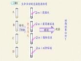 5.2(课件)细胞的能量“货币”—ATP课件+教案+学案（3份打包）