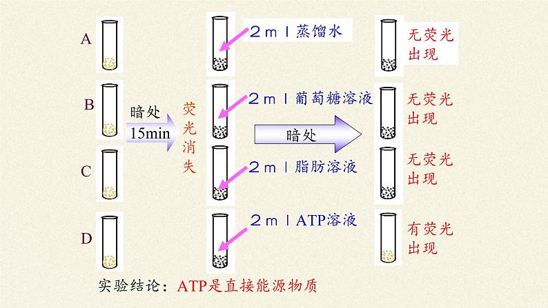 5.2(课件)细胞的能量“货币”—ATP课件+教案+学案（3份打包）06