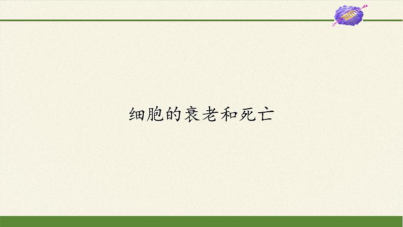 6.3细胞的衰老和死亡课件+教案+学案（3份打包）02