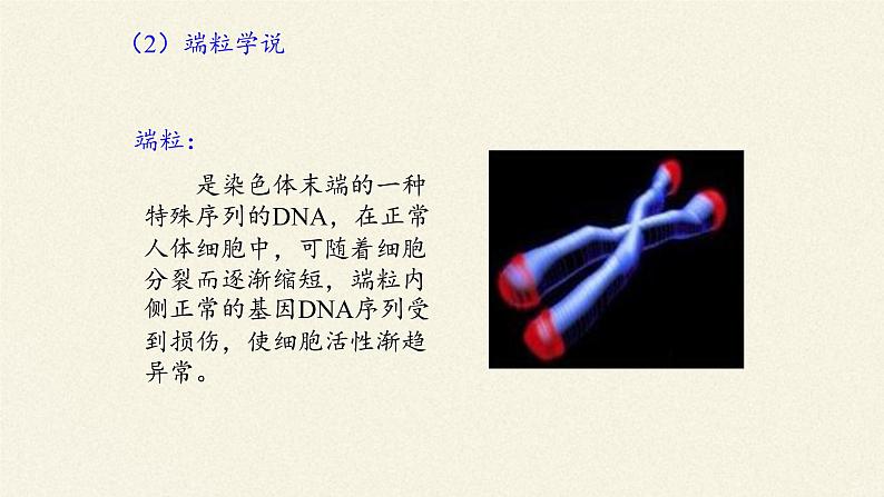 6.3细胞的衰老和死亡课件+教案+学案（3份打包）08