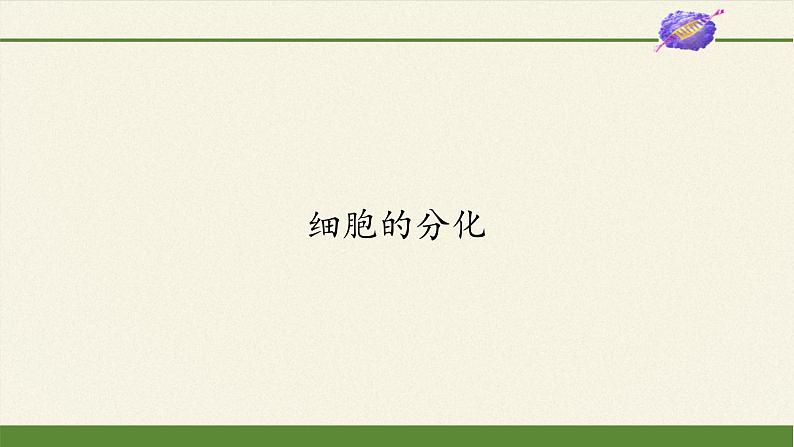 6.2细胞的分化课件+教案+学案（3份打包）02