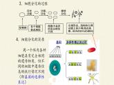 6.2细胞的分化课件+教案+学案（3份打包）