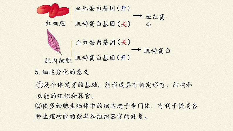 6.2细胞的分化课件+教案+学案（3份打包）06