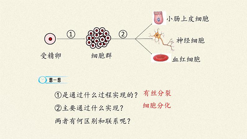 6.2细胞的分化课件+教案+学案（3份打包）07