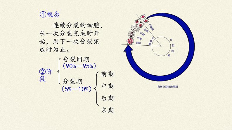 6.1细胞的增殖课件+教案+学案（3份打包）08