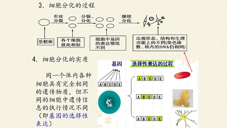 细胞的分化 课件05