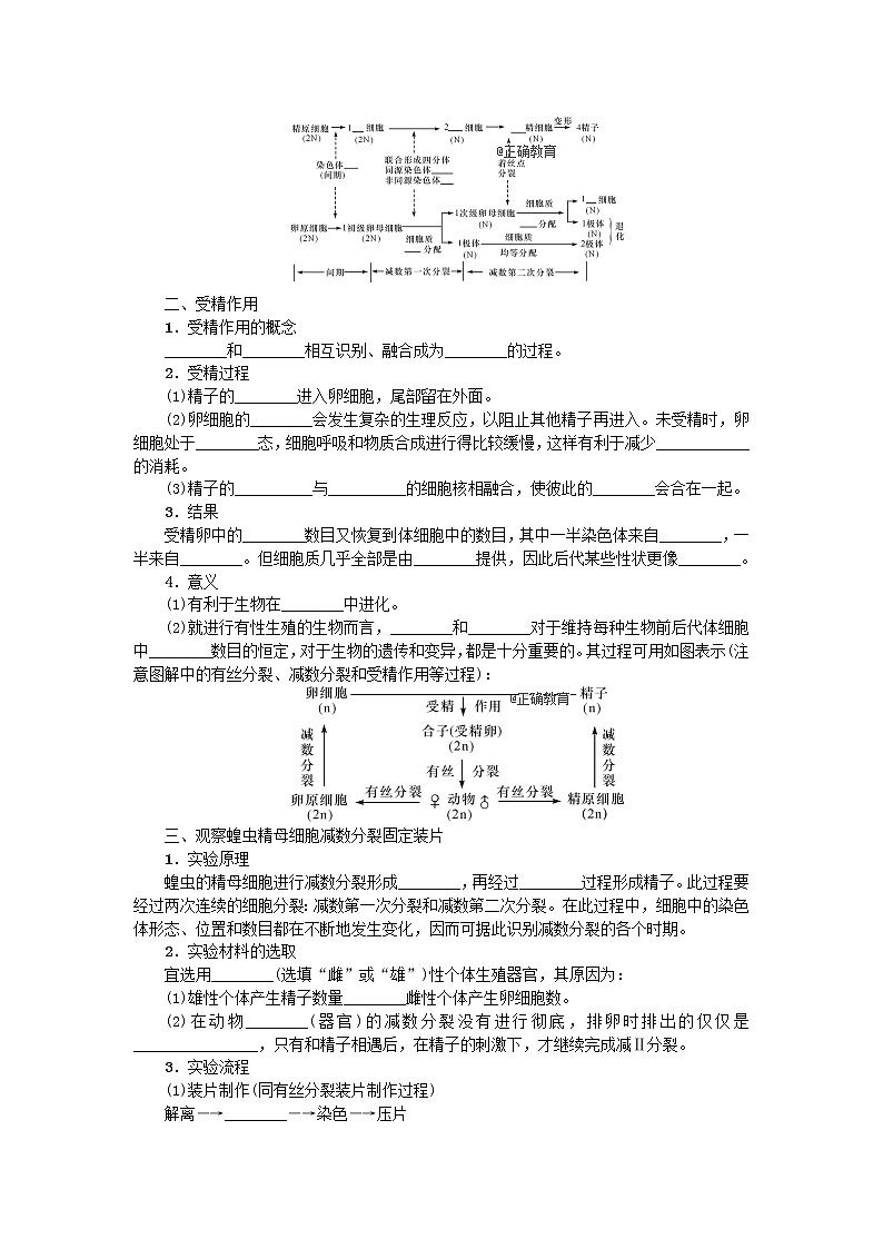 高考生物一轮总复习学案：第4单元 细胞的生命历程 第2讲 细胞的增殖202