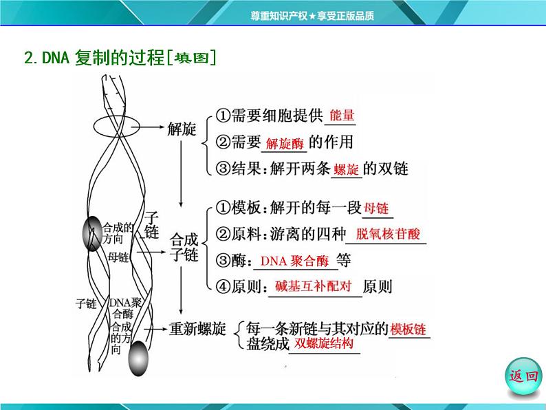 人教版必修2课件 第3章 第3、4节 dna的复制 基因是有遗传效应的dna片段04
