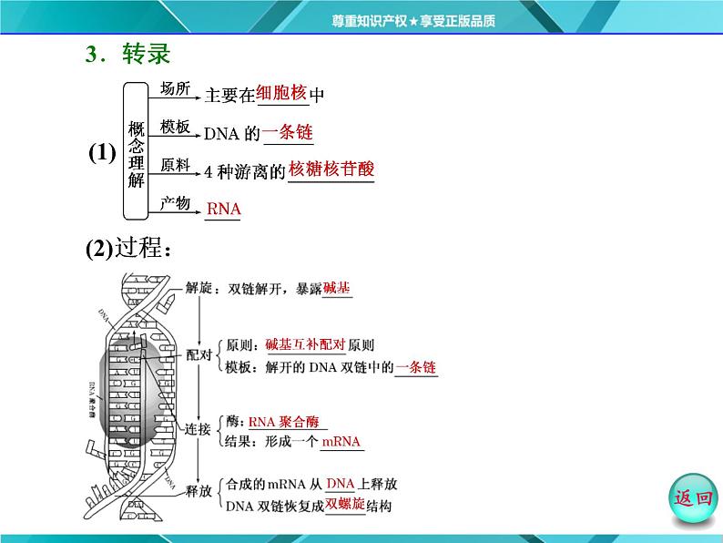 人教版必修2课件 第4章 第1节 基因指导蛋白质的合成05