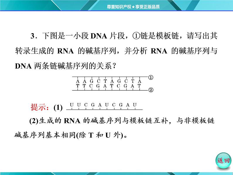 人教版必修2课件 第4章 第1节 基因指导蛋白质的合成07