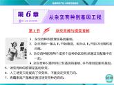 人教版必修2课件 第6章 第1节 杂交育种与诱变育种