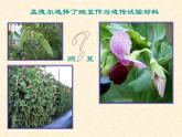 高中人教版生物必修2教学课件：1.1 孟德尔的豌豆杂交实验（一）2