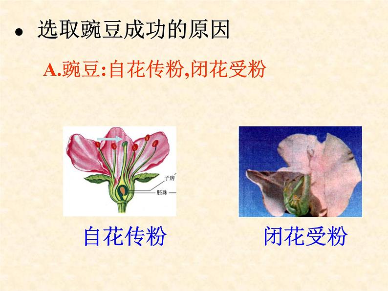 高中人教版生物必修2教学课件：1.1 孟德尔的豌豆杂交实验（一）205