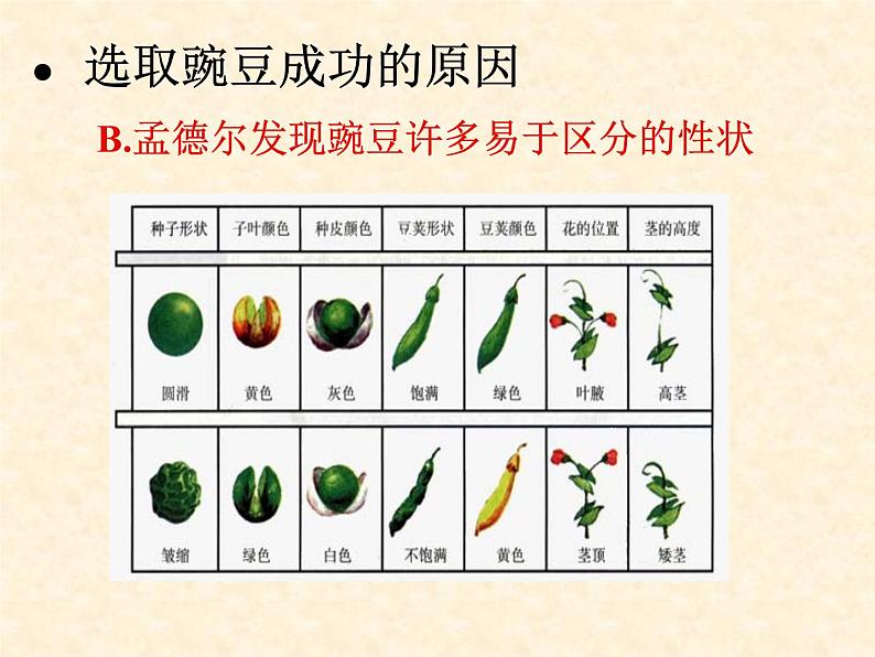 高中人教版生物必修2教学课件：1.1 孟德尔的豌豆杂交实验（一）207