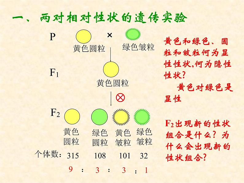 高中人教版生物必修2教学课件：1.2 孟德尔的豌豆杂交实验（二）102