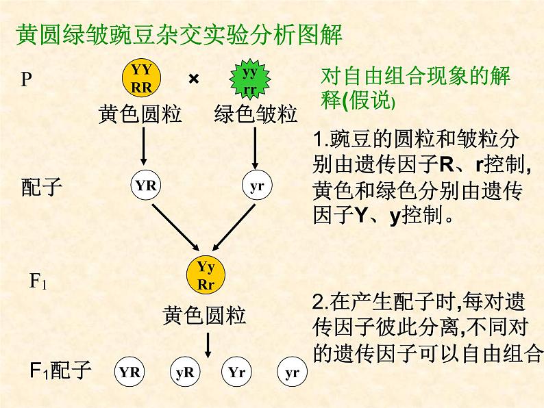 高中人教版生物必修2教学课件：1.2 孟德尔的豌豆杂交实验（二）104