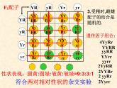 高中人教版生物必修2教学课件：1.2 孟德尔的豌豆杂交实验（二）1