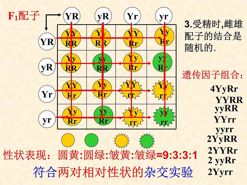 高中人教版生物必修2教学课件：1.2 孟德尔的豌豆杂交实验（二）105