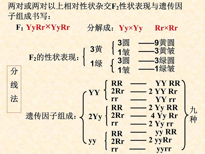 高中人教版生物必修2教学课件：1.2 孟德尔的豌豆杂交实验（二）107