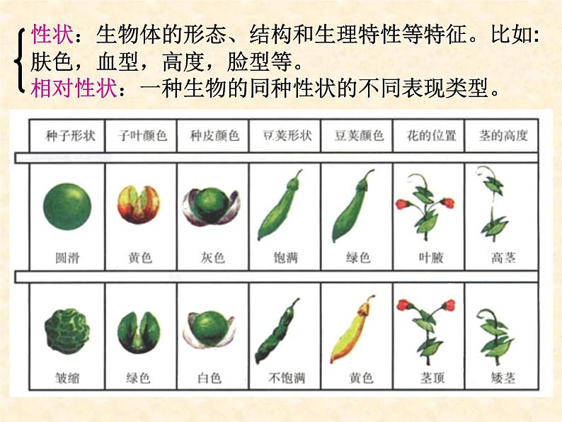 高中人教版生物必修2教学课件：1.1 孟德尔的豌豆杂交实验（一）107